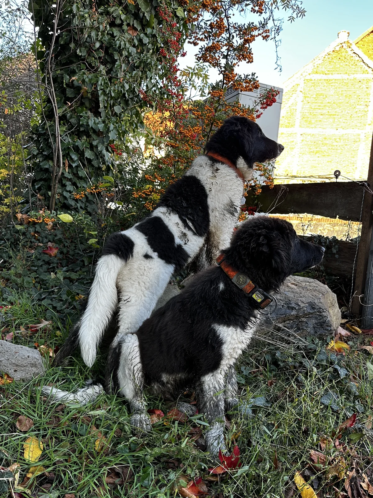 Karakachan Rah & Sun auf dem Pferdehof