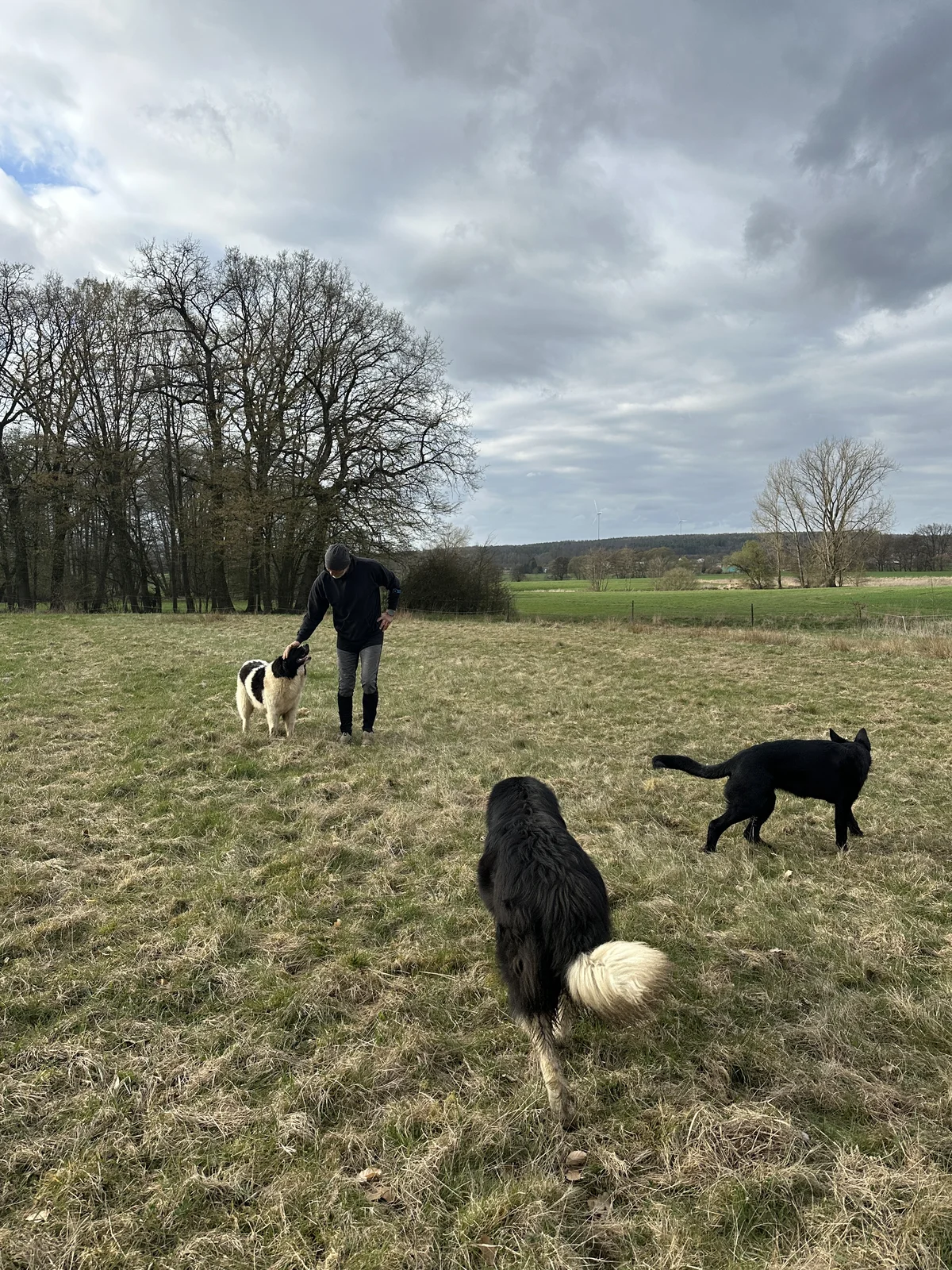Karakachan Rah & Sun auf dem Pferdehof
