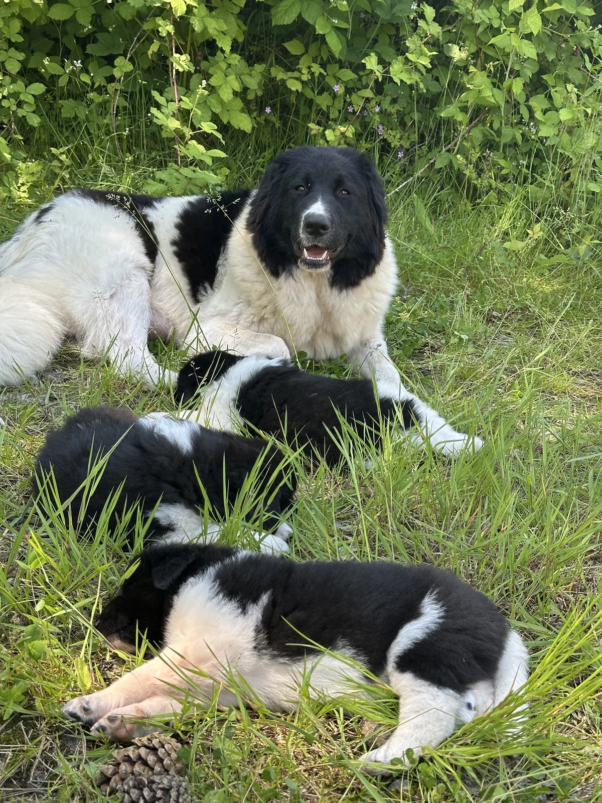 Karakachan Rah & Sun auf dem Pferdehof