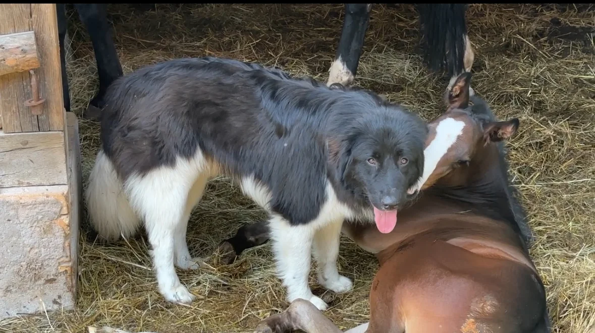 Karakachan Rah & Sun auf dem Pferdehof