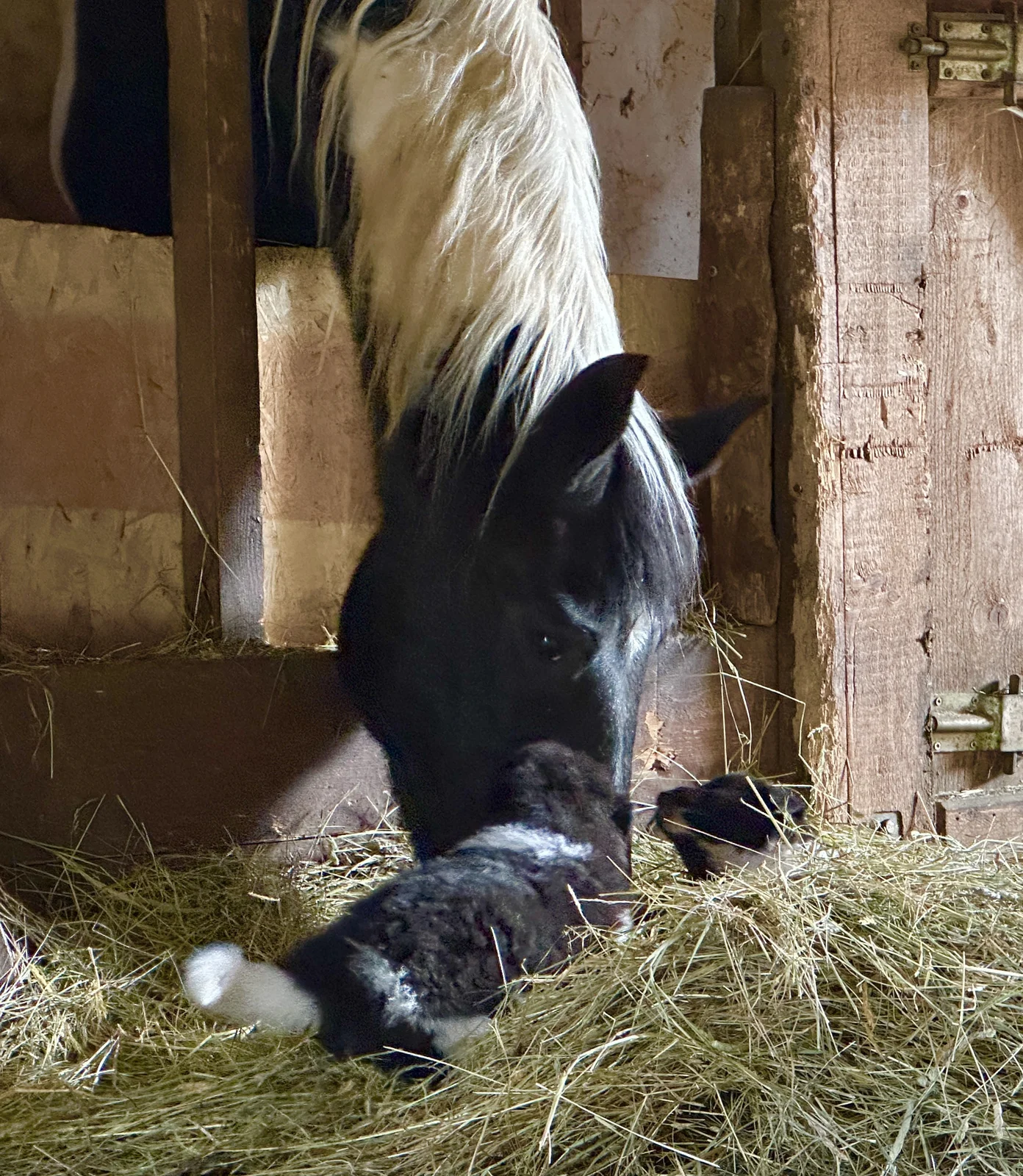 Karakachan Rah & Sun auf dem Pferdehof