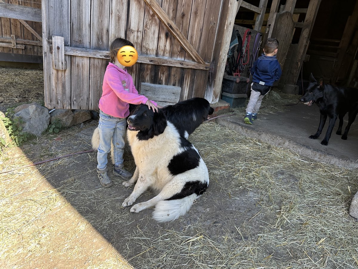 Kind mit Karakachan-Hund auf dem Pferdehof