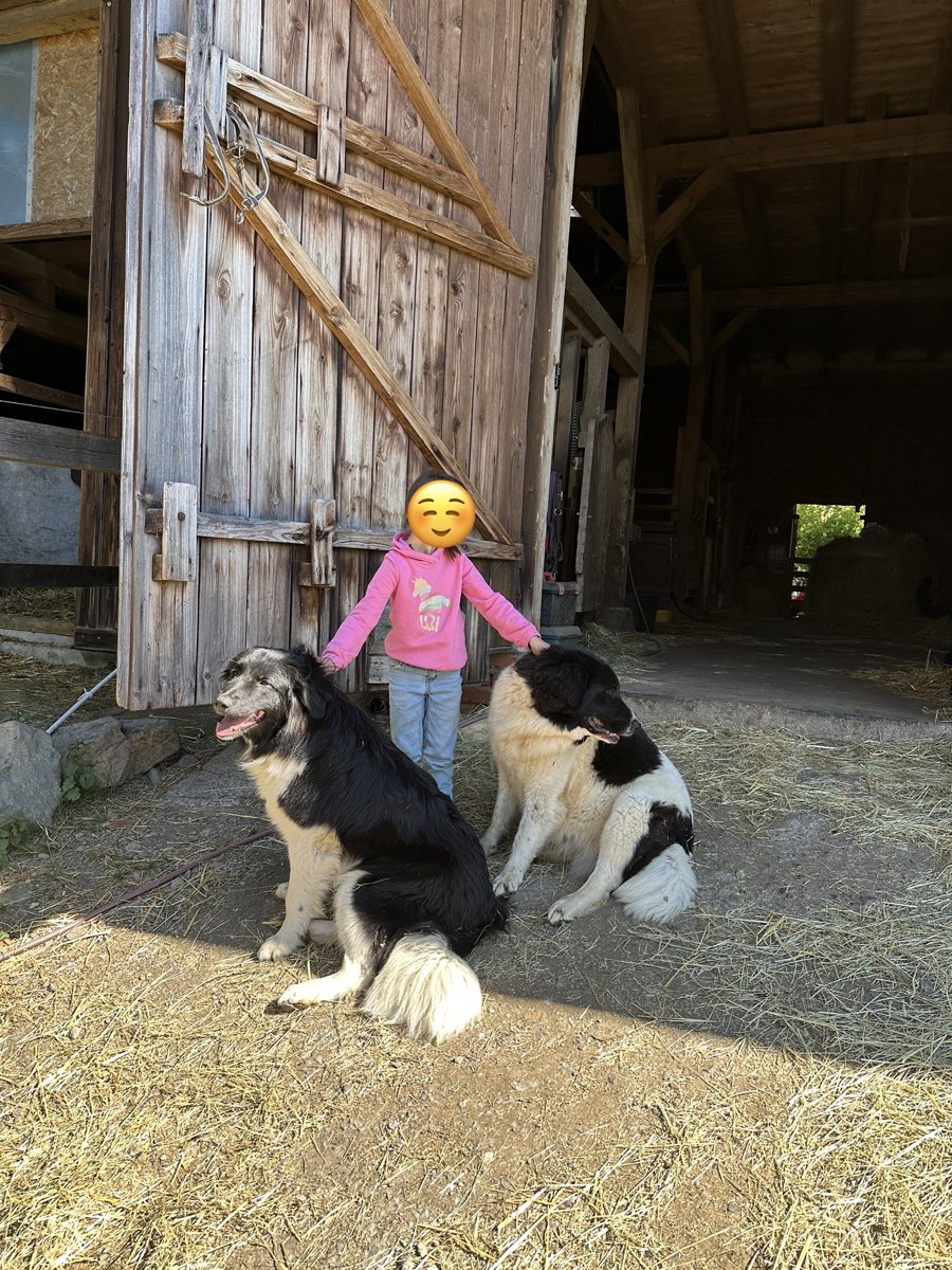 Karakachan-Hund und Kind auf dem Hof